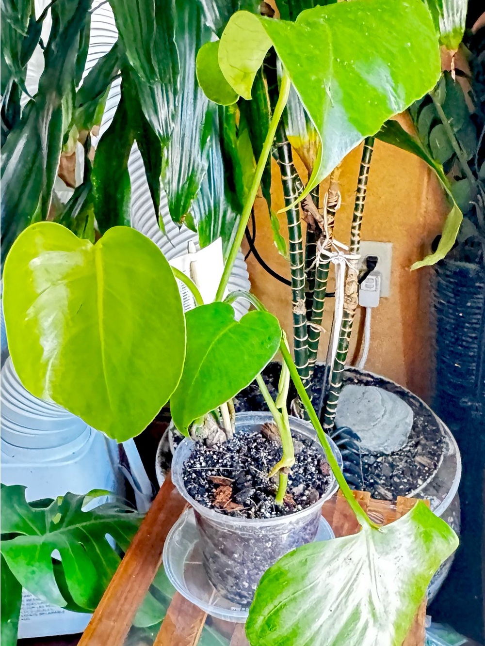Green Monstera deliciosa Potted Plant - Home Accents